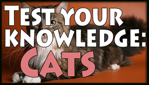 Cover for Test your knowledge: Cats.