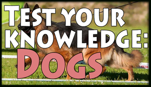 Cover for Test your knowledge: Dogs.